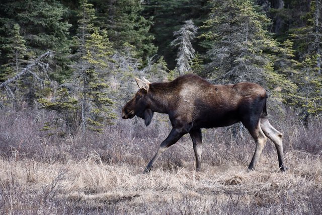 shasta2019march19th47cowmoose3io.jpg