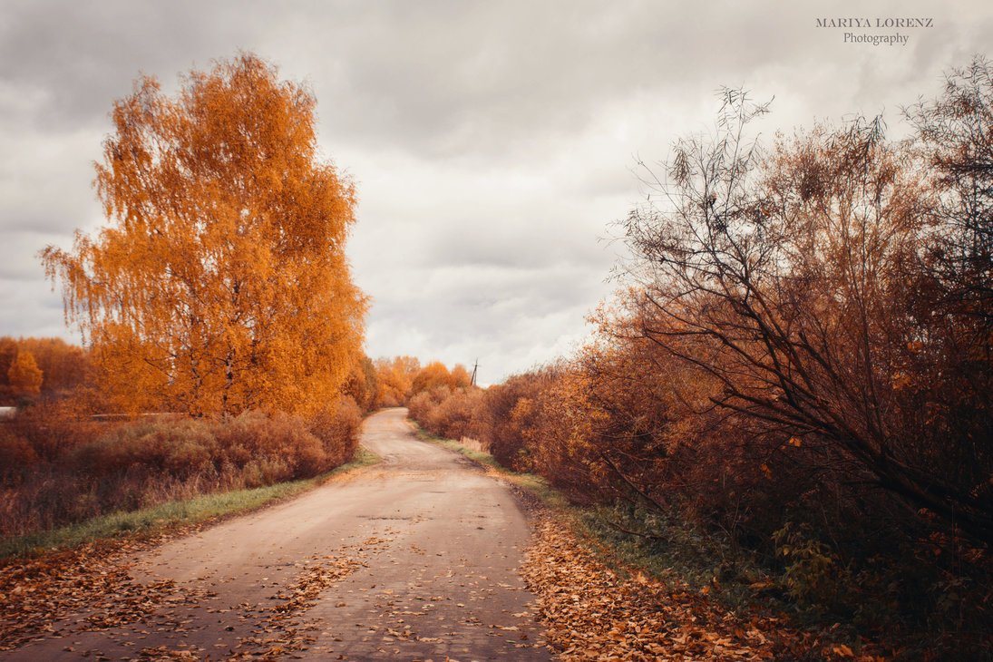 Дорога в ноябре. Ноябрь дорога. Осенняя дорога ноябрь. Дорога в никуда осень. Дорога Золотая осень Россия.