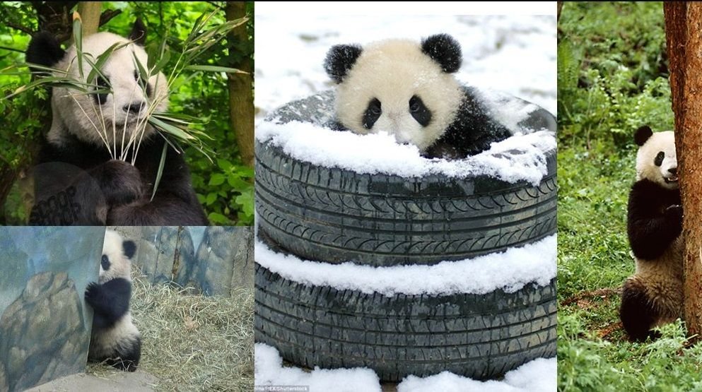Panda сжатие картинок