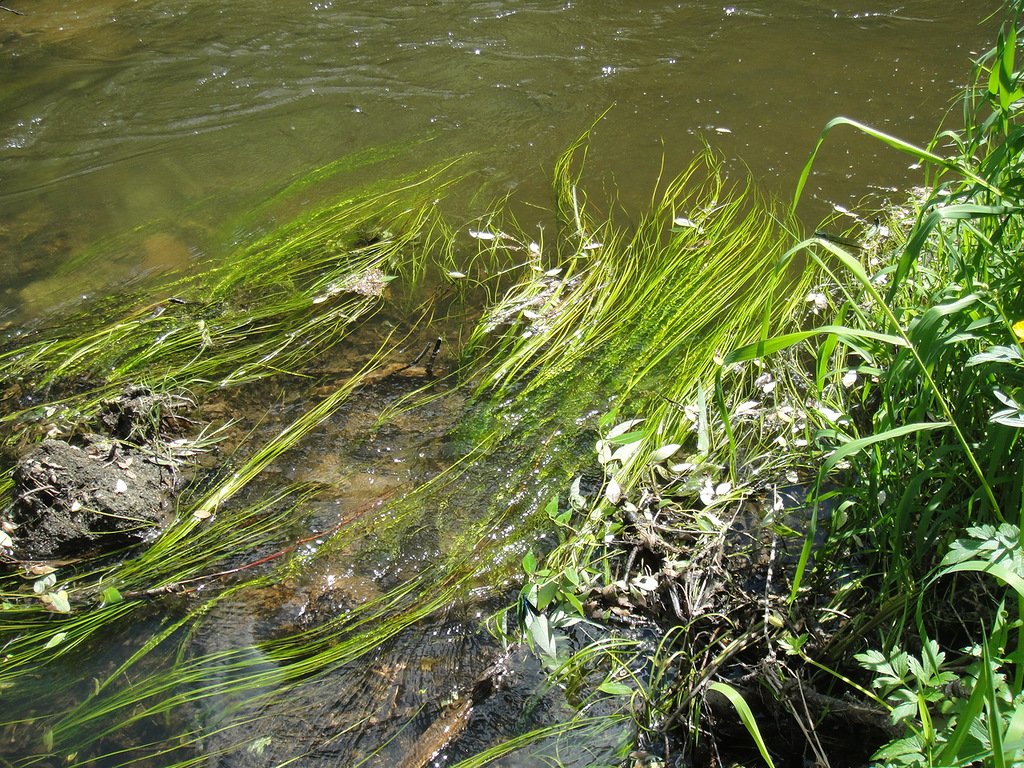 Осадок на дне водоема 6 букв. Синезеленые водоросли Волга. Водоросли в пруду. Речная трава. Трава у реки.