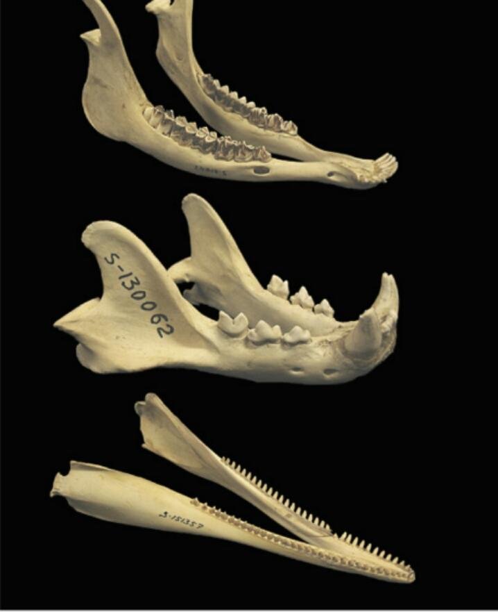 Рассмотрите строение зубов млекопитающих на какие. Челюсти млекопитающих. Нижняя челюсть млекопитающих.