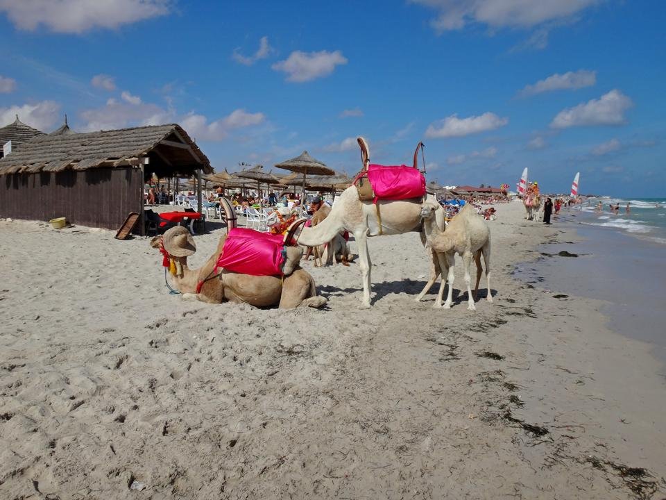 Тунис погода вода в море