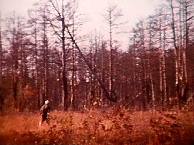 Лес 1986. Рыжий лес Припять 1986. Чернобыльская АЭС рыжий лес. Рыжий лес Припять. Рыжий лес в Чернобыле.