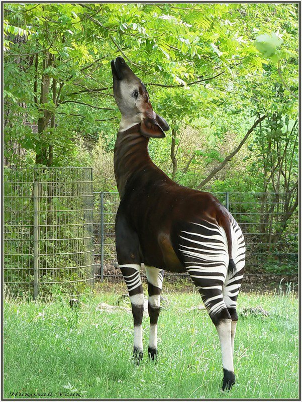 Зебра антилопа жираф. Животный мир юар. Страусы и зебры. Зебра антилопа жираф. Животные африки.