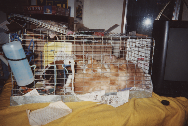 2000's apx Ra Ra & Cheesy Puff & Dumb Dumb & 2 more cats-2.png