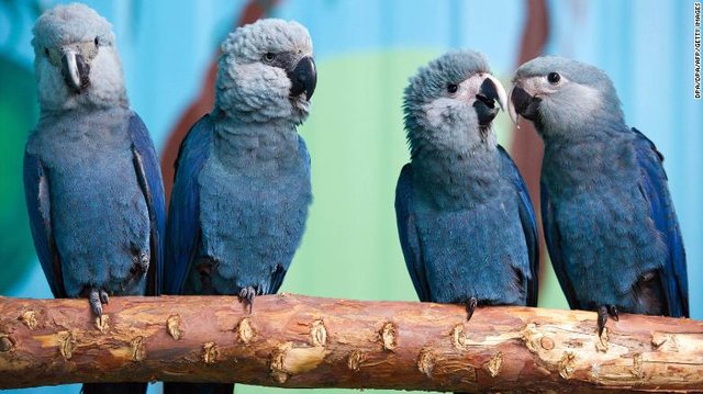 180909001129-rio-parrot-extinct-exlarge-169.jpg