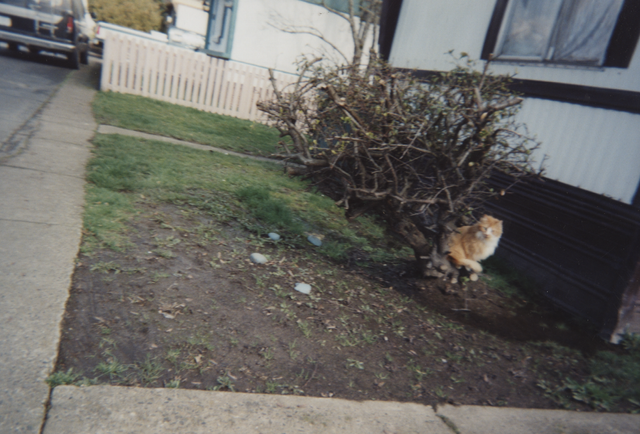 1997-2004 apx Honey on Bush Stump.png