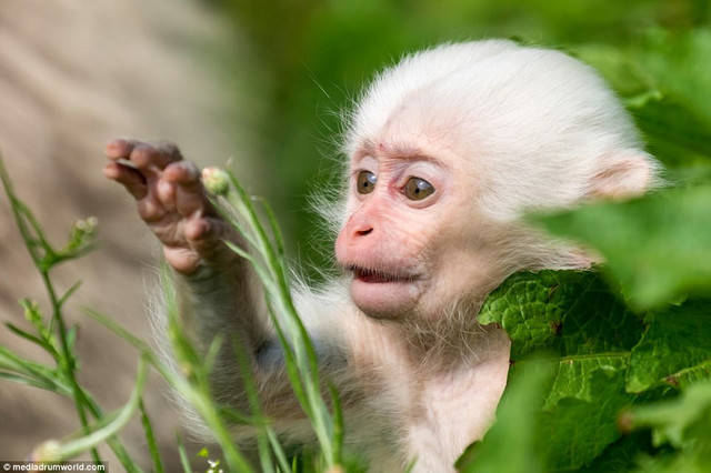 Extremely Rare Photos of Pure White Monkey's — Steemit