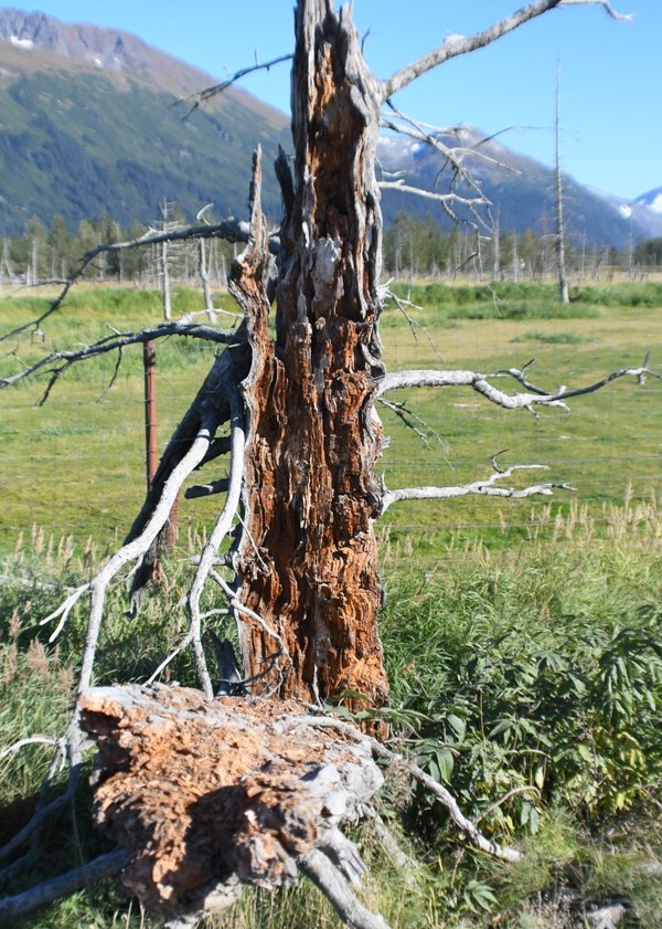 386 9-9 AwCC tree for 9-11 post.jpg