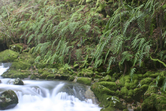 Rcarb 090721 Woodwardia radicans-1.jpg