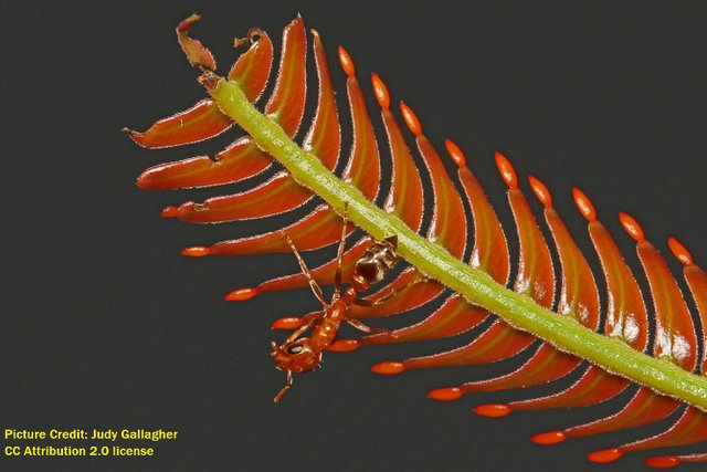 Ant Pseudomyrmex species on Bull Thorn Acacia Acacia_cornigera with Beltian bodies Belize Judy Gallagher 2.0.jpg