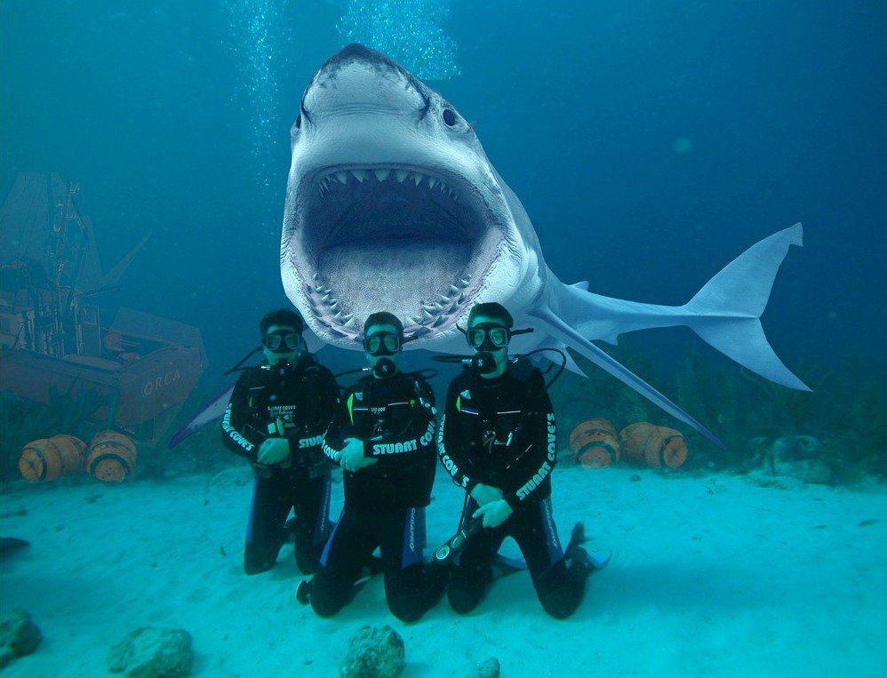 White dive. Акула напала в Шарм Эль Шейхе 2020. Дайвинг с акулами. Акула и дайвер. Аквалангист и акула.