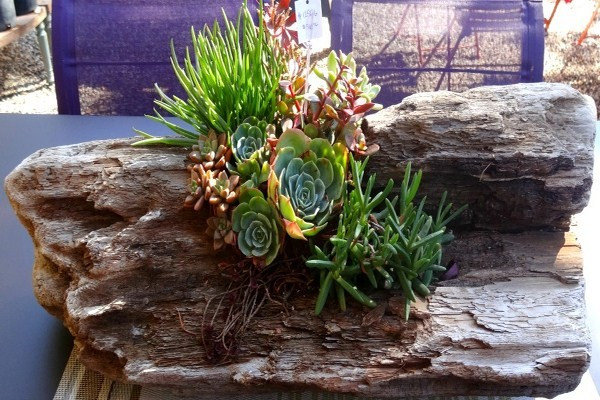 succulents unique Succulent Surprise 6-pack: Colorful, Cute & Carefree Plants - No Duplicate  Succulents - (2" Pots)