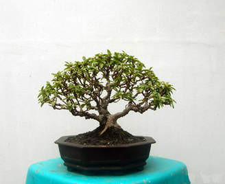 Bonsai Guava  Steemit
