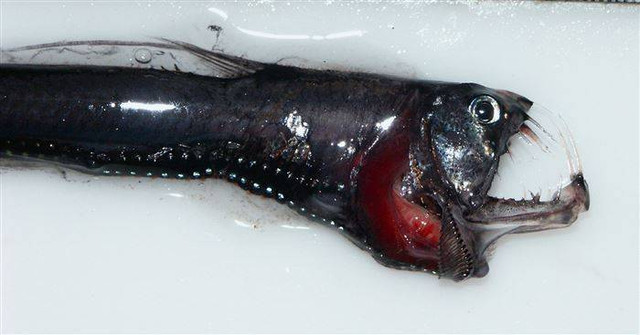 The strange creatures that habit the Marianas trench — Steemit