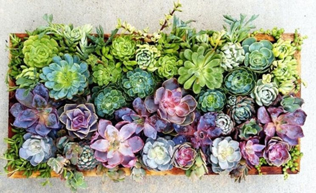 The meaning of the succulent symbolizes love  Steemit