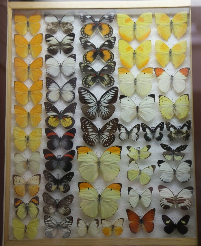 Выставка бабочек колизей. Музей бабочек Анапа. Коллекция бабочек. Выставка бабочек. Коллекция бабочек России.