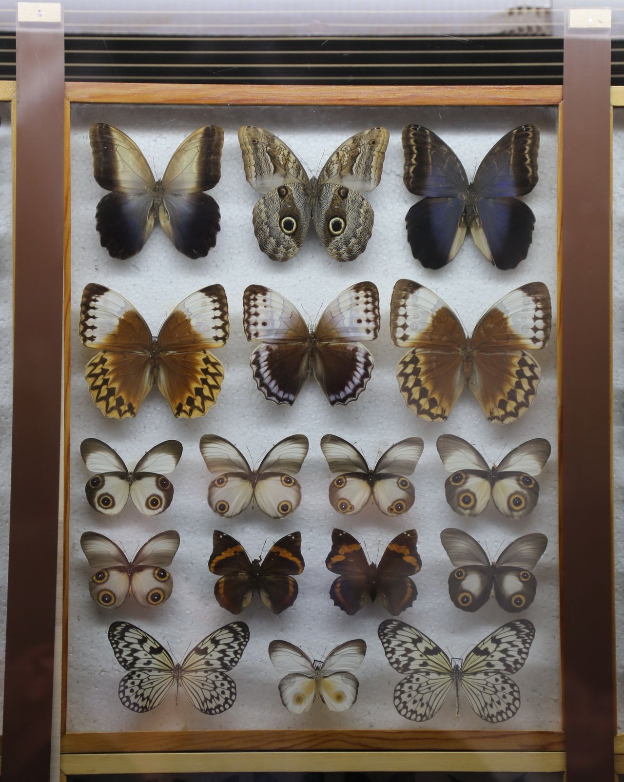 Эль рио выставка бабочек. Музей бабочек на ВДНХ. Выставка бабочек 2022. Выставка бабочек Ташкент. Выставка бабочек в краеведческом музее.