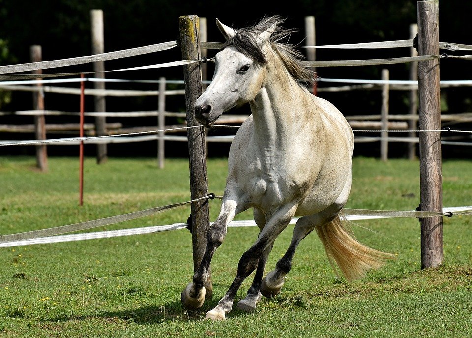 Horse friend. Загон для лошадей. Конь захромал. Лошадь вблизи. Лошадь черно белая.