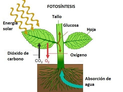 Respiracion celular en las plantas