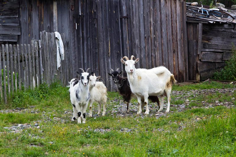 Домашние козы. Четыре козы. Козочка с козленком. Коза. Четыре козы.