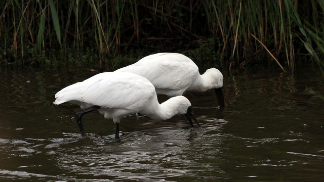 Royal Spoonbill Tamar Wetlands n6 2017-12-03.jpg