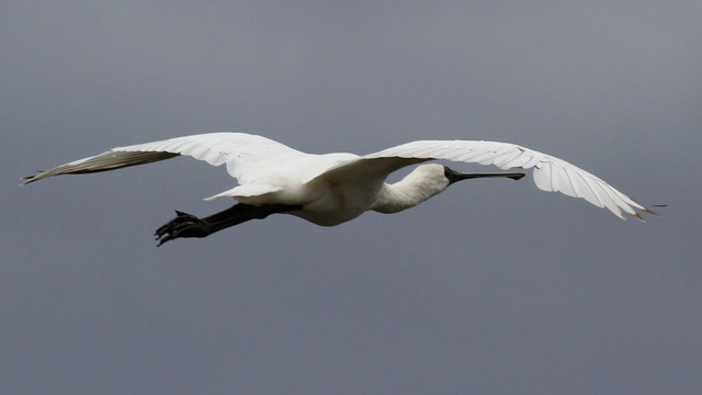Royal Spoonbill Tamar Wetlands n5 2017-12-03.jpg