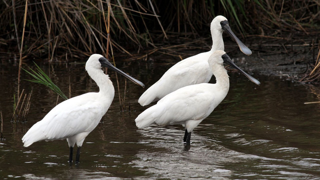 Royal Spoonbill Tamar Wetlands n3 2017-12-03.jpg