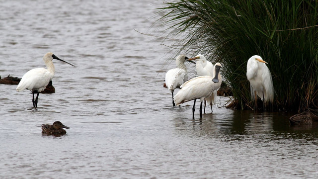 Royal Spoonbill Tamar Wetlands n4 2017-12-03.jpg