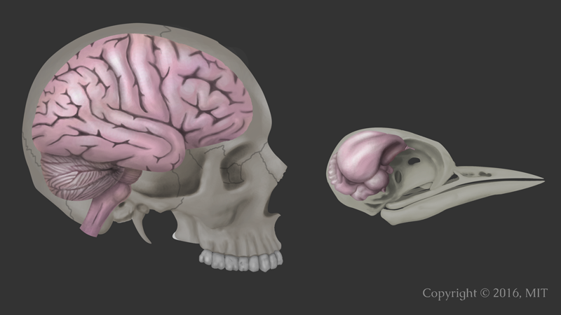 Дятел сотрясение мозга. Черепная коробка головного мозга. Строение мозга в черепной коробке. Головной мозг человека в черепе.
