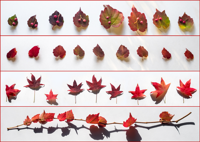 Autumnleaves1.png