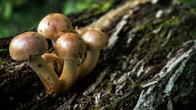 Mushrooms_100.jpg