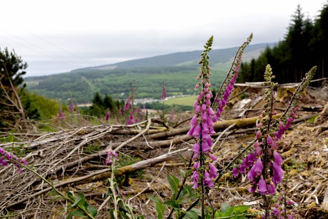 foxglove