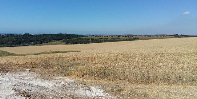 wheat field.jpg