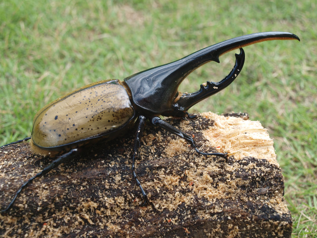 Жук геркулес фото Dynastes hercules Hercules beetle, Beetle, Pictures of insects