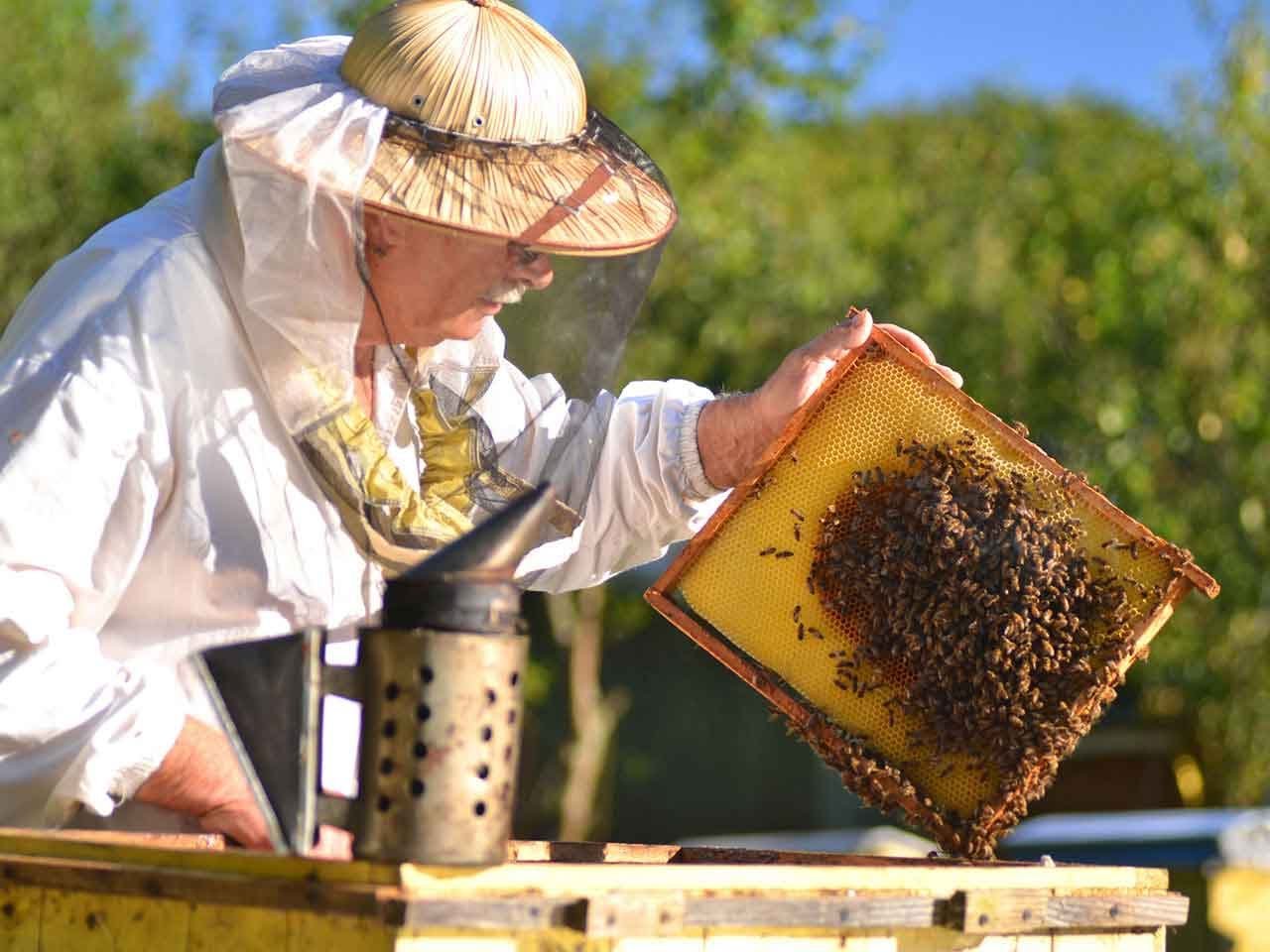 Пчелы получают мед. Хакасы бортничество. Бортничество чувашей. Пчеловодство. Пчелы пасека.