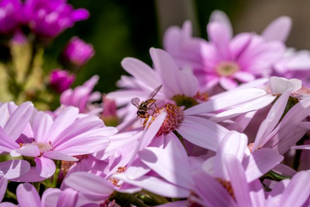 _DSC4866-Edit.jpg