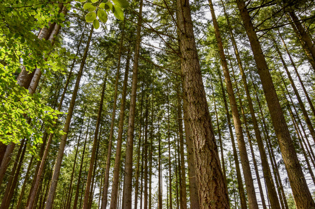ermelo_forest.jpg