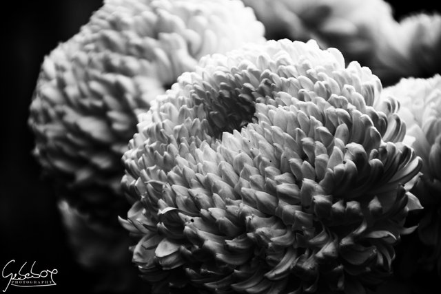 GAB_1614-Edit.JPG