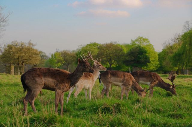 spring deer.JPG
