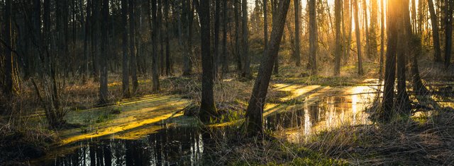 _MG_5128-Pano.jpg
