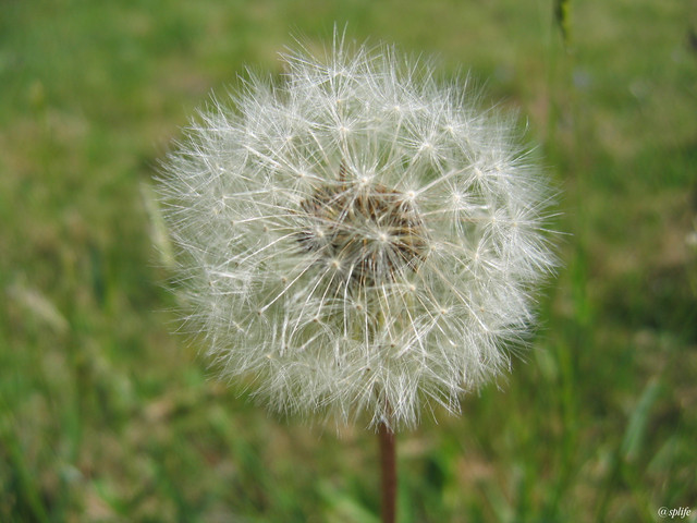 dmuchawiec_03.jpg
