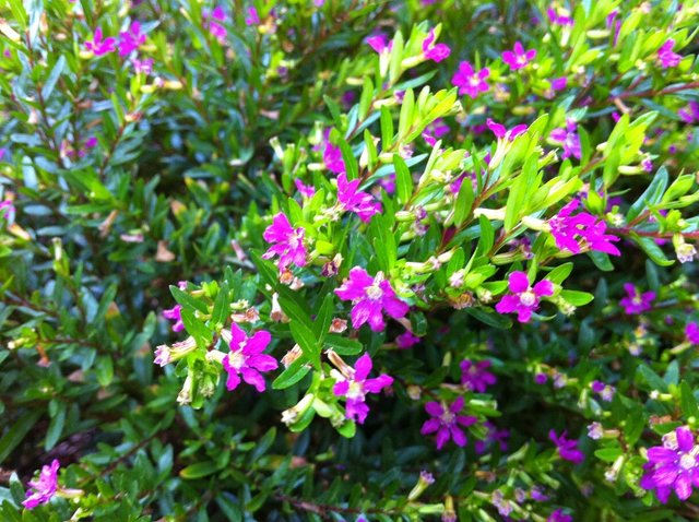 cuphea-purple.jpg