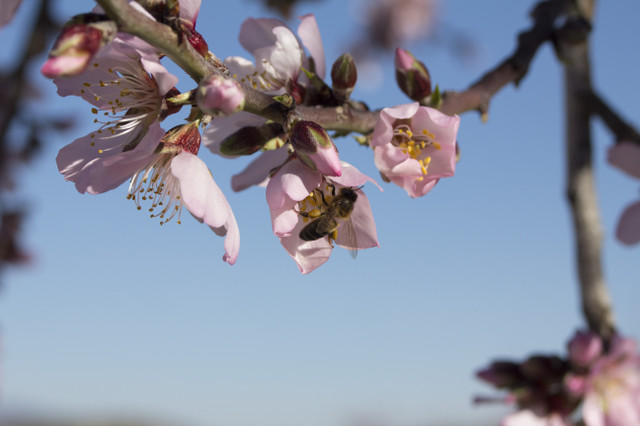 almondblossom.jpg