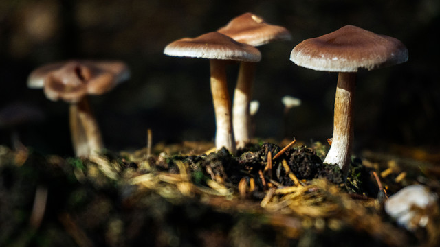 Mushrooms_131.jpg