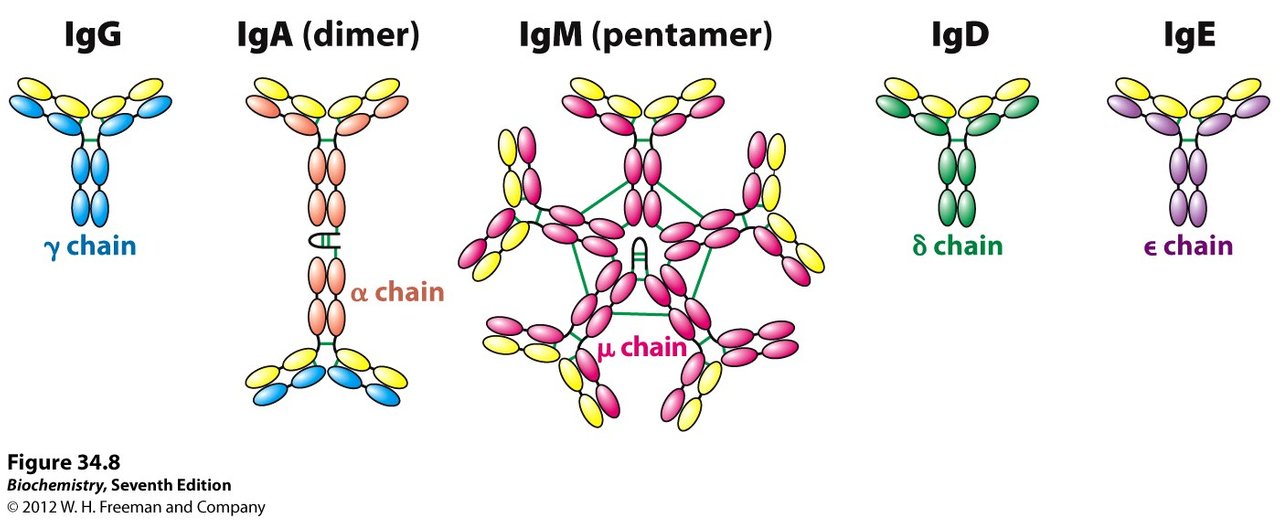 Ig a m g. IGM антитела строение. Iga иммуноглобулин. Iga антитела строение. Иммуноглобулин g3.