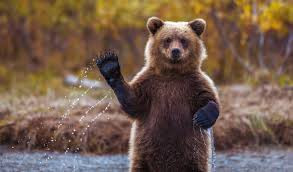 bear waving.jpg