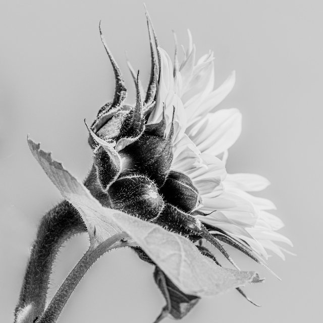 _DSC7521-Edit.jpg