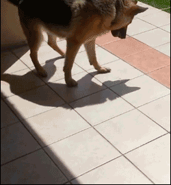 1515636299461.GIF