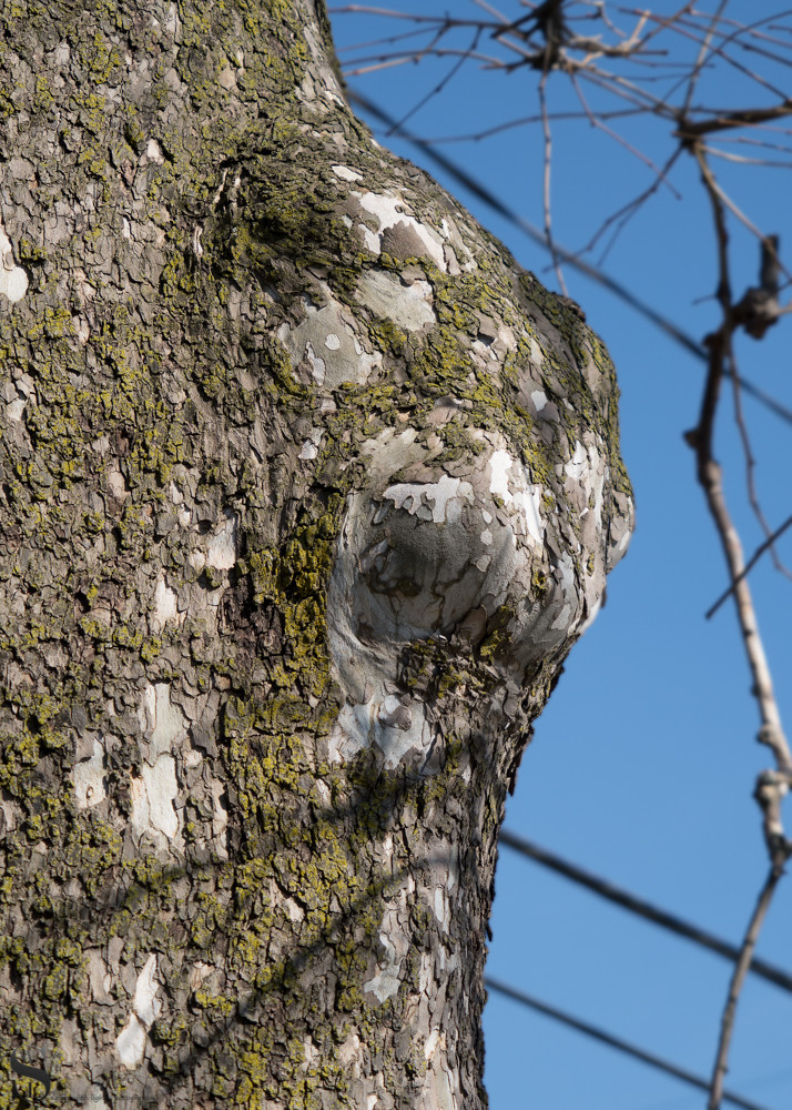 tree detail.jpg